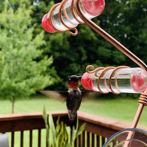 Elevate Your Garden with Our Hummingbird Feeder