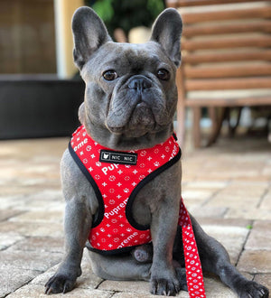 Enhance Your Dog Walking Experience with the Ins Dog Pet Breathable Mesh Leash Chest Harness