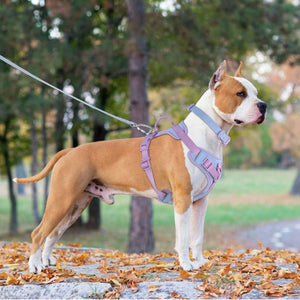 Enhance Your Dog Walking Experience with Our Dog Breast Strap Hand Holding Rope