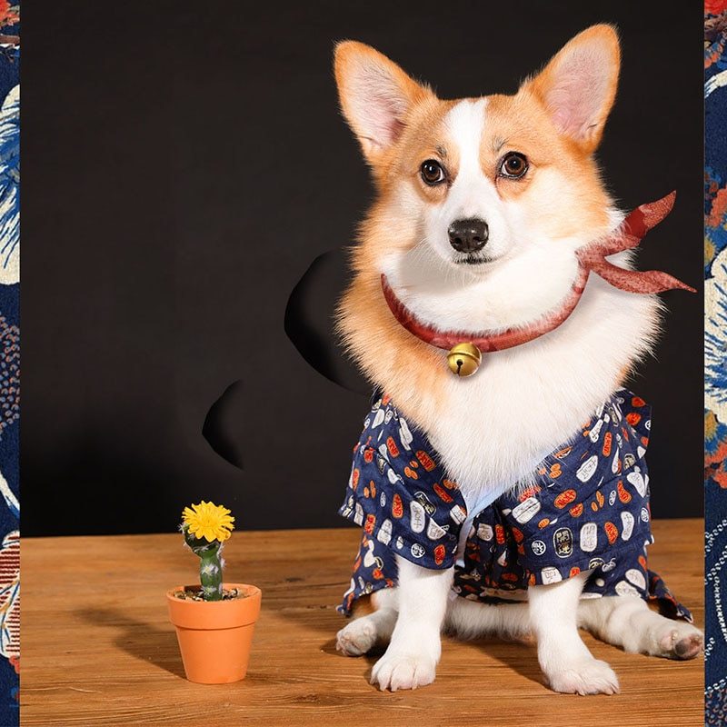 Teddy Chai dog medium sized small dog Clothes