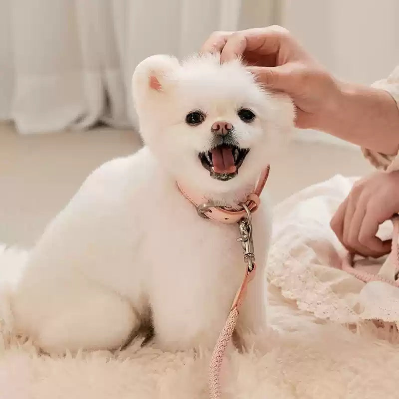 Dog Collar Leather Hand Holding Rope